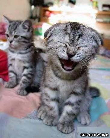 Смеющийся котенок - Заразительный смех